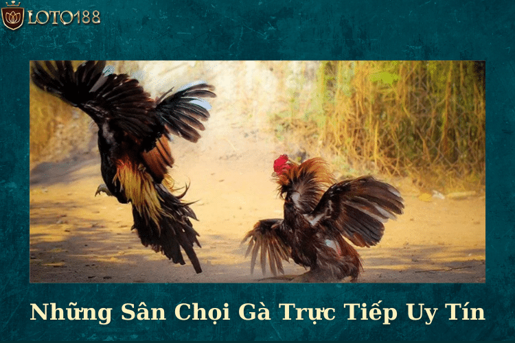 Những Sân Chọi Gà Trực Tiếp Uy Tín